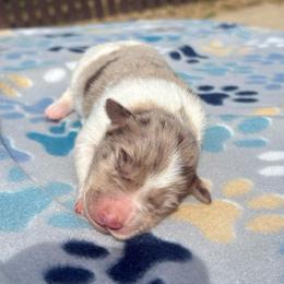 Jayce - Red merle female Border Collie puppy in Chattanooga, Tennessee from Ross Vegas Kennels