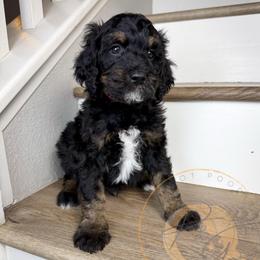 Black Berry - Phantom male Goldendoodle puppy in Murrieta, California from Apricot Poodles & Goldendoodles, LLC