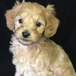 Assorted Doodle Crosses, Goldendoodles, and Poodles from Deb's Doodles