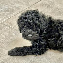 Poodle Puppies from Wanda Burton