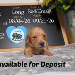 Roo - Red male Dachshund puppy in Hoquiam, Washington from Heyd's Mini Dachshunds