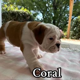 Coral - Fawn and white female Bulldog puppy in Cleveland, Tennessee from Dowds Bulldogs