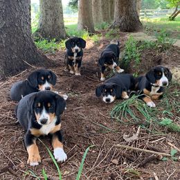 Entlebucher Mountain Dog Puppies from Dyberry Creek Farm