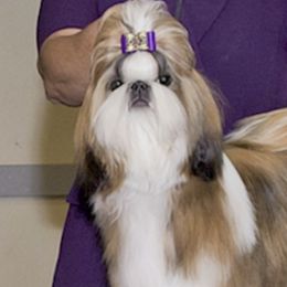Shih Tzus from Stacey B's