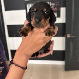 Charlie - Black and tan male Dachshund puppy in Tomball, Texas from Gutierrez House of Doxies