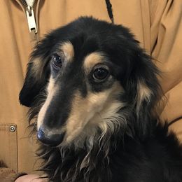 Ty - Dachshund