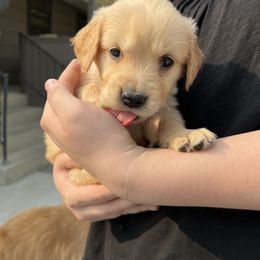 Mr. Hereford - Golden male Golden Retriever puppy in Cody, Wyoming from Bliss Creek MTN Meadows