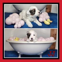JJ - Black and tan male Schnoodle puppy in Lebanon, Missouri from Cedar Glades Canines