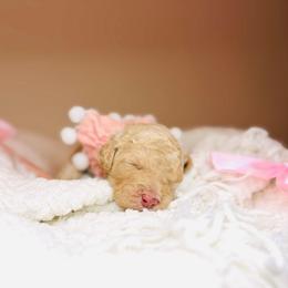Peep - Cream female Labradoodle puppy in Elizabethtown, Kentucky from Reddy Poodles & Doodles
