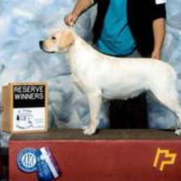 Labrador Retriever All Grown Up from Splash Labradors