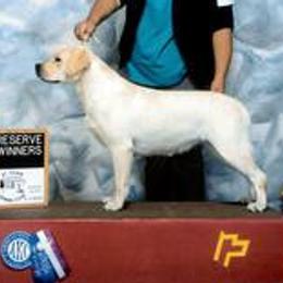 Labrador Retriever All Grown Up from Splash Labradors