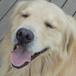 Golden Retrievers from Tillage Golden Retrievers