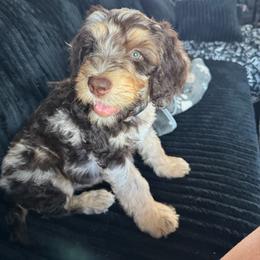 Gale - Phantom female Bernedoodle puppy in Savannah, Missouri from Rose Creek Mini Aussies and doodles