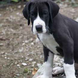 Great Dane Puppies from Cook’s Gentle Giants