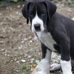 Great Dane Puppies from Cook’s Gentle Giants