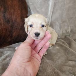 Pepe - Cream male Dachshund puppy in Lindsay, California from Lewis Creek Dachshunds