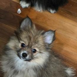 STORMI - Cream sable female Pomeranian puppy in El Centro, California from BabyBooPoms