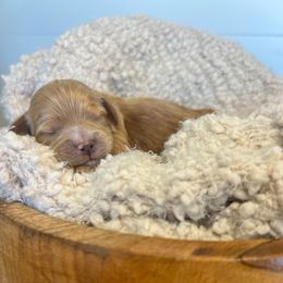 Dax - Buff and white male Cockapoo puppy in Preston, Idaho from Rocking JH Pup Co
