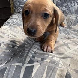 Ember - Dapple female Dachshund puppy in Richwood, West Virginia from Wild and Wonderful Wieners