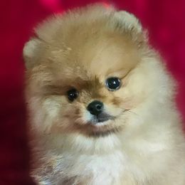 Sweet orange boy - Orange sable male Pomeranian puppy in Merced, California from Cardián Pomeranians