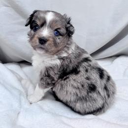 Miniature Australian Shepherd puppies from Apacheblus Toy Aussies