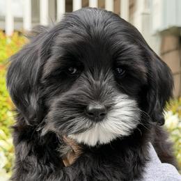 Bergen - Black female Australian Labradoodle puppy in Hackettstown, New Jersey from Sunny Heart Doodles