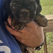 Boy 1 - Black and tan Lowchen puppy in Byron, Georgia from Lelani