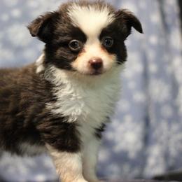 Brownie - Red tri female Toy Australian Shepherd puppy in Humansville, Missouri from Tater Tot aussies