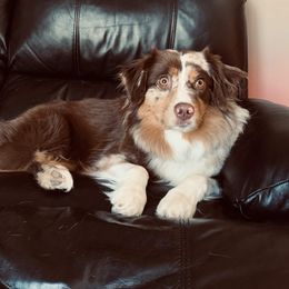 Pembroke Welsh Corgi and Miniature Australian Shepherd All Grown Up from SLS Wiggle S Aussies