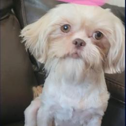 Kiwi - Shih Tzu