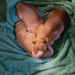 Siberian Husky Puppies from Into the Mystic Siberian Huskies