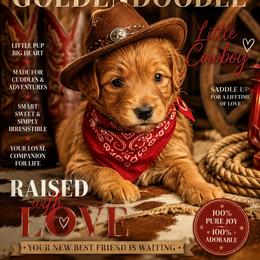 Green collar - Apricot male Goldendoodle puppy in Aurora, Illinois from Chicago Goldendoodles