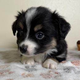 Spice - Black tri female Miniature American Shepherd puppy in Tonasket, Washington from V5 Aussies