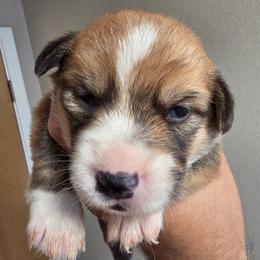 Pistachio - Sable male Pembroke Welsh Corgi puppy in Atascadero, California from California Corgis and Kunes