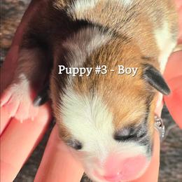 Puppy 3 - Fawn male Pembroke Welsh Corgi puppy in Buffalo, Wyoming from Diamond K Corgis