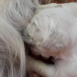 Golden Retriever Puppies from Fiddle In Gold Retrievers