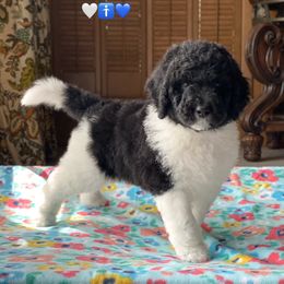 Boy 3 - Black and white Bernedoodle puppy in Dublin, Texas from Penny Harris