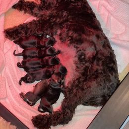 Miniature Schnauzer Puppies from Black Gold Miniature Schnauzers