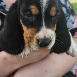 Purple - Black brown and white female Basset Hound puppy in Ontario Heights, Oregon from Thunder Ridge Bassets