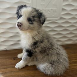 Border Collie puppies from Smokey Mountain Vizslas