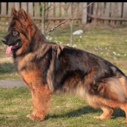 Pinot - German Shepherd