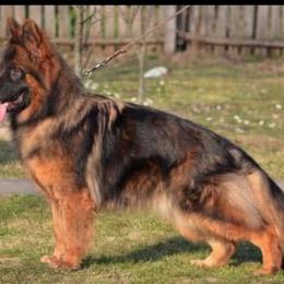 Pinot - German Shepherd