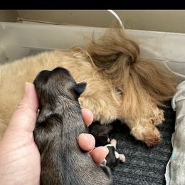 Golden Retriever and Shih Tzu Puppies from Carter Family Retrievers