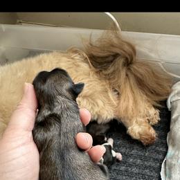 Golden Retriever and Shih Tzu Puppies from Carter Family Retrievers