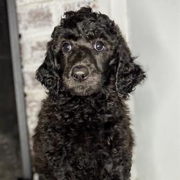 Alina - Brown and white female Aussiedoodle puppy in Monroe, North Carolina from The Klepper Homestead