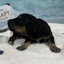 Girl 1 - Phantom female Poodle puppy in Middlebourne, West Virginia from El Silencio Standard Poodles
