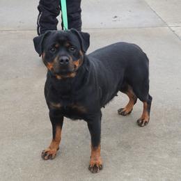 Rottweiler All Grown Up from Grandview Rottweilers