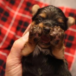 Reme - Black and tan male Yorkshire Terrier puppy in Greenwood, Wisconsin from Selah and Co.