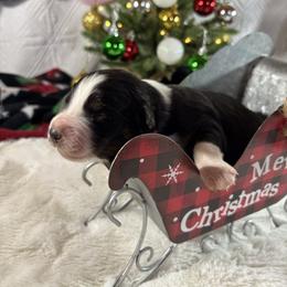 Black tri female - Black tri-color female Australian Shepherd puppy in Loganville, Georgia from Howell Aussies