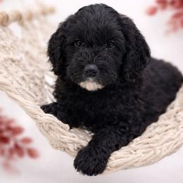 Red - Sable male Goldendoodle puppy in Byron, Georgia from Southern Olive Doodles 🫒